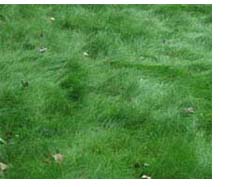 photo of ecolawn photo of ecolawn