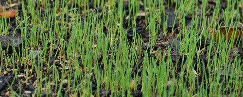 grass after 8 days growth, photo by Franke James photo by Franke James