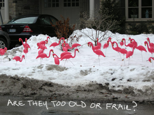 Are they too old and frail?