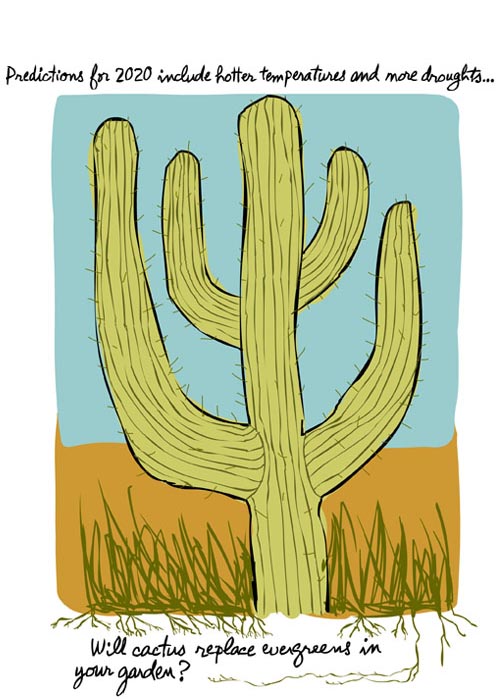 franke james illustration of cactus will cactus replace evergreens in your garden